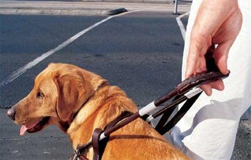 guide dog leading visually impaired